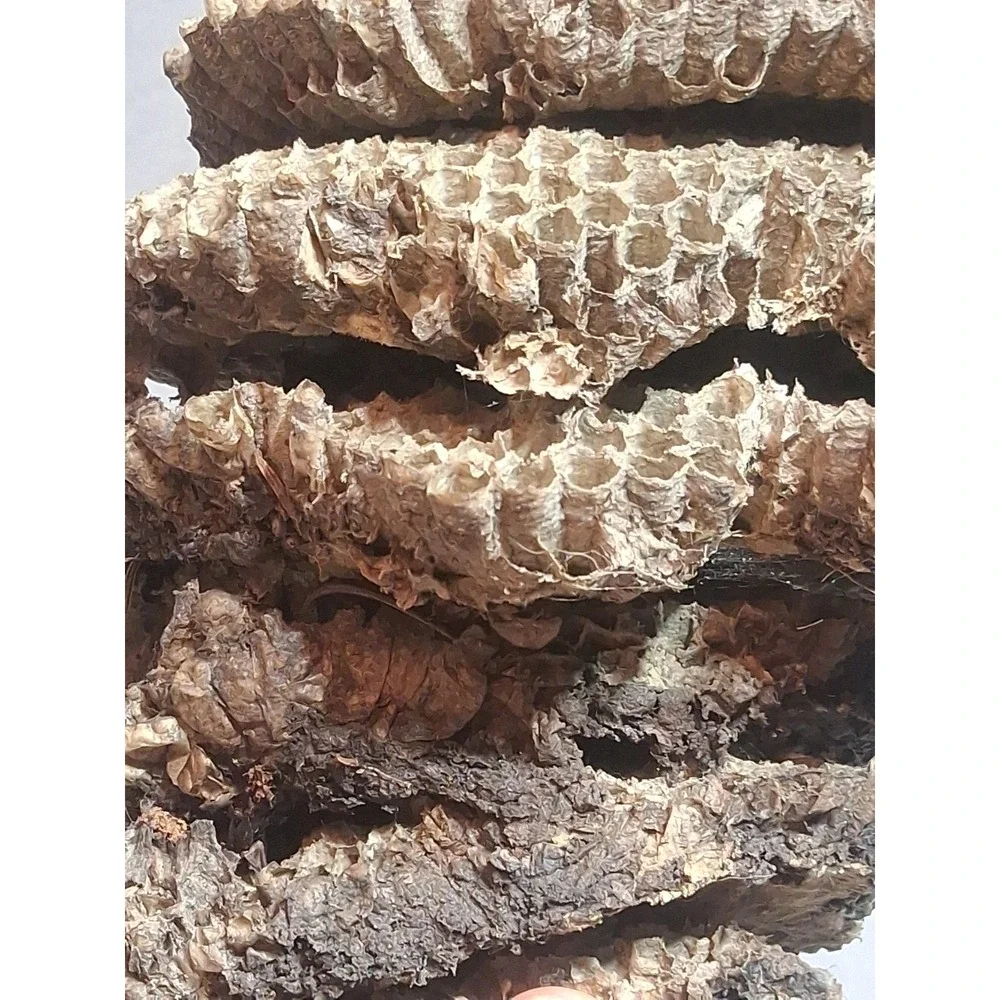 Empty Dried Hornet / Wasp Nest 6 Layers Educational Decoration Taxidermy BEE